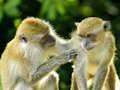 Spill Monkey Jigsaw online