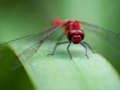 Spill Dragon Fly Jigsaw online
