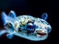 Spill Puffer Fish Jigsaw online