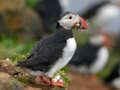 Spill Puffin Bird Jigsaw online