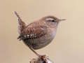 Spill Birdlingo online