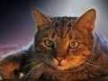 Spill Pet Jigsaw online