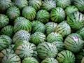 Spill Vannmelonstikksag  online
