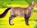 Spill Cat Pet Doctor Tannlege  online
