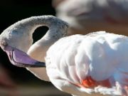Spill Flamingo fuglestikksag  online