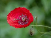 Spill Valmu Nature Flower Jigsaw  online