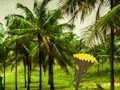 Spill Escape From Coconut Land online