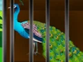 Spill Liberate the Caged Beauty online