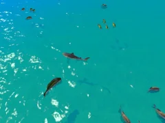 Spill Hungry Shark Hunt online