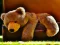 Spill Plush Teddy Bear online