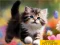 Spill Puzzle Sliding Kittens online