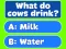 Spill Trivia! Best Family Quiz online
