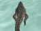 Spill Crocodile Simulator Beach Hunt online