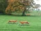 Spill Hunted Fox online