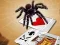 Spill Jumping Spider online