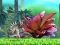 Spill King Julien: Schnapp' die Krone online