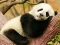 Spill Animal Differences online