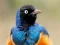Spill Animal Puzzle: Wildlife & Logic online