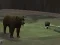 Spill Bear Den online