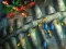 Spill Fishing King online