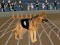 Spill Crazy Dog Racing Fever online