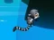 Spill Jungle Jump online