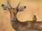 Spill Wild Deer Jigsaw online