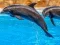 Spill Sea Dolphin Jigsaw online
