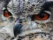 Spill Wild owl Jigsaw online