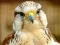 Spill Gyrfalcon Jigsaw online