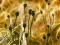 Spill Poppy Bud Jigsaw online