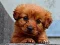 Spill Puppy Puzzle online