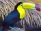 Spill Toucan Bird Jigsaw online
