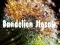 Spill Dandelion Jigsaw online