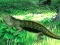 Spill Lizard Forest Escape online