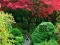 Spill Maple Leaf Garden Escape online