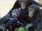 Spill Funny Chimpanzee Jungle Escape online