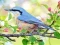 Spill Hidden Spots Birds online