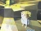 Spill Kogama: Adventure online