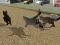 Spill Run Cat Cat Race online