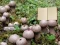 Spill Lycoperdon Mushroom Land Escape online