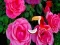 Spill Precious Rose Escape online