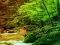 Spill Peaceful Rainbow Forest Escape online