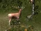 Spill Sniper Hunting Deadly Animal online