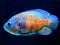 Spill Tiger Fish Jigsaw online