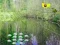 Spill Sunlight Forest Adventure online