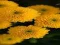 Spill Chrysanthemums Jigsaw online