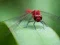 Spill Dragon Fly Jigsaw online