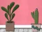 Spill Find Houseplant online