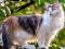 Spill Rotate Puzzle - Cats and Dogs online